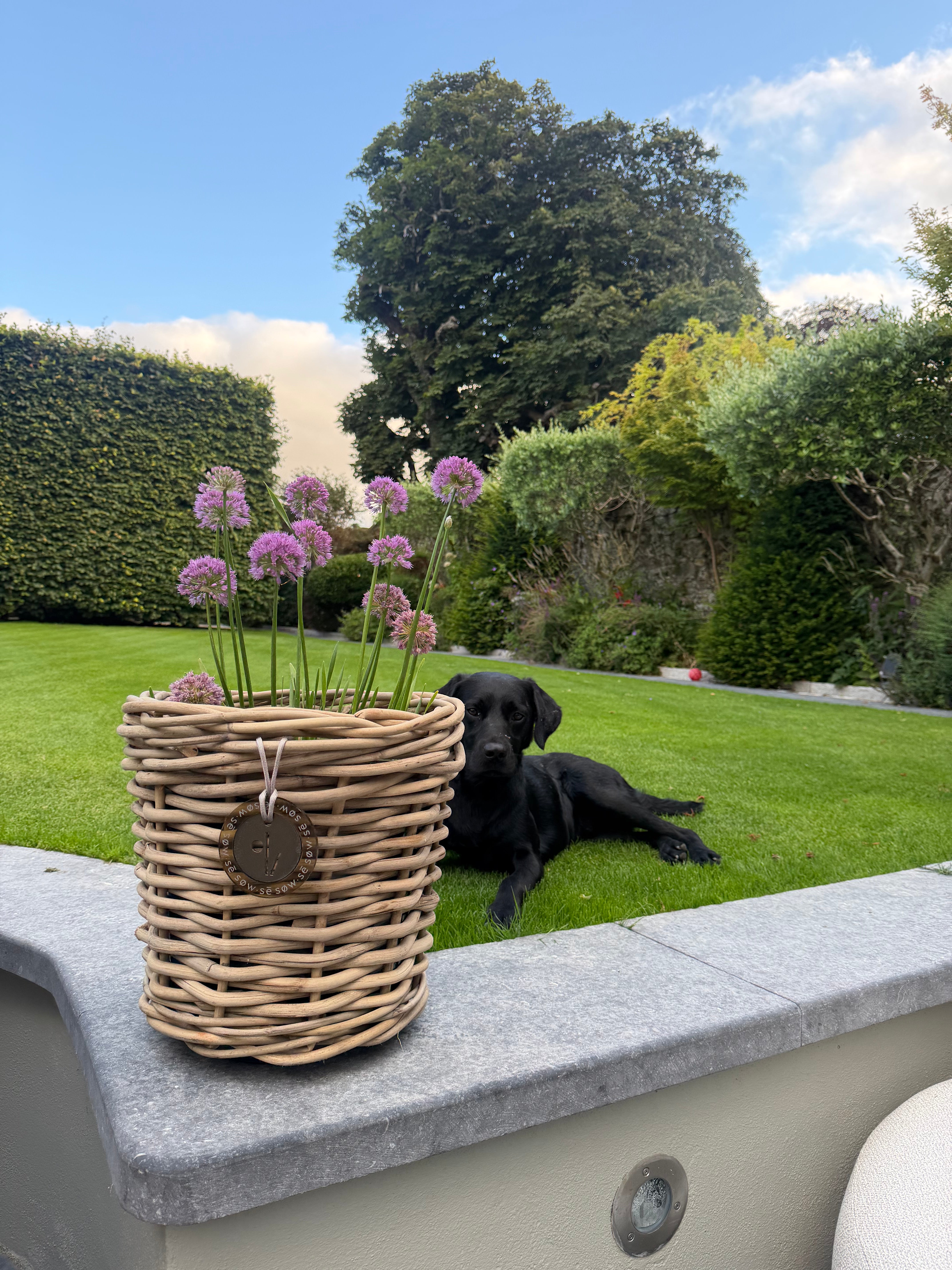 Beautiful Small Rattan Grey Pot