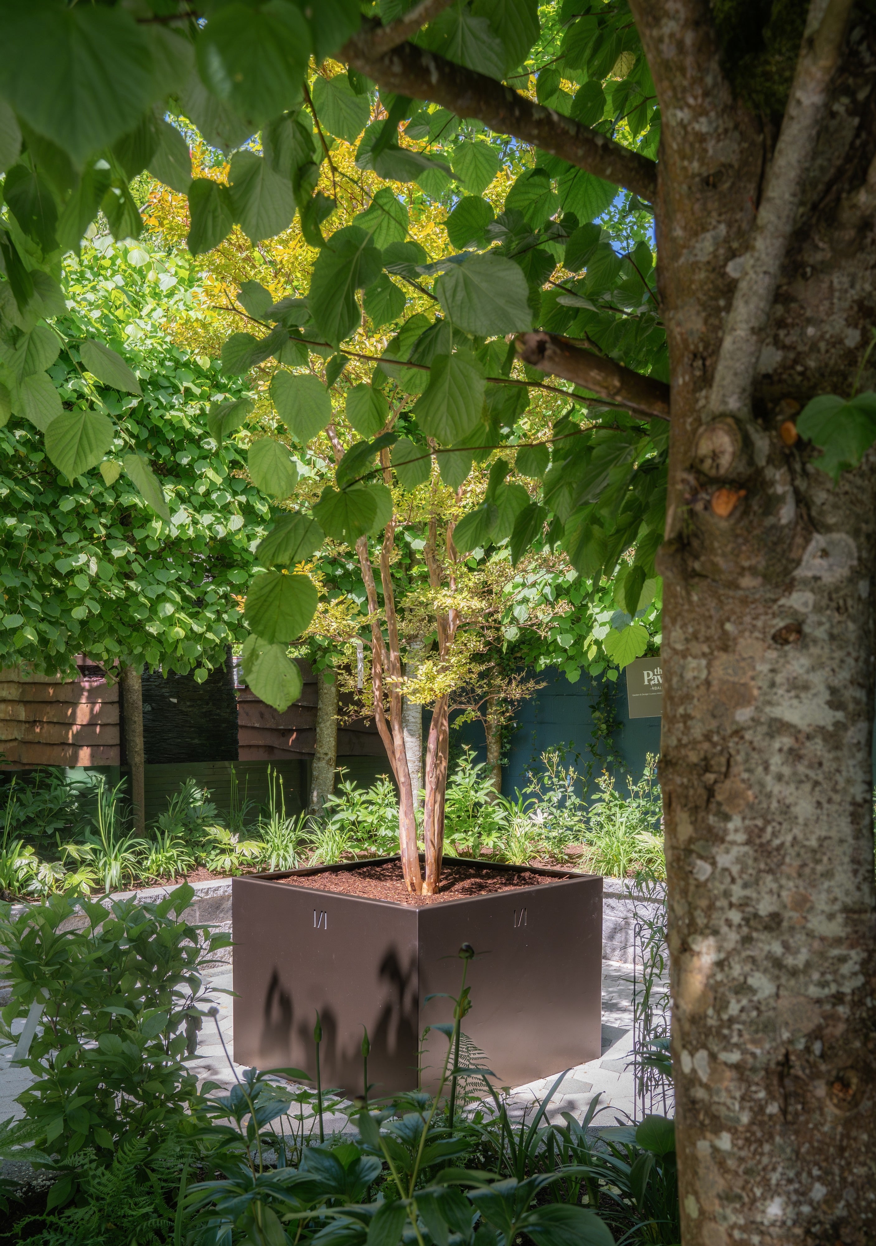 A square dark brown planter box containing a small tree, situated in a lush garden setting with other green plants, a stone path, and a large tree trunk in the foreground.