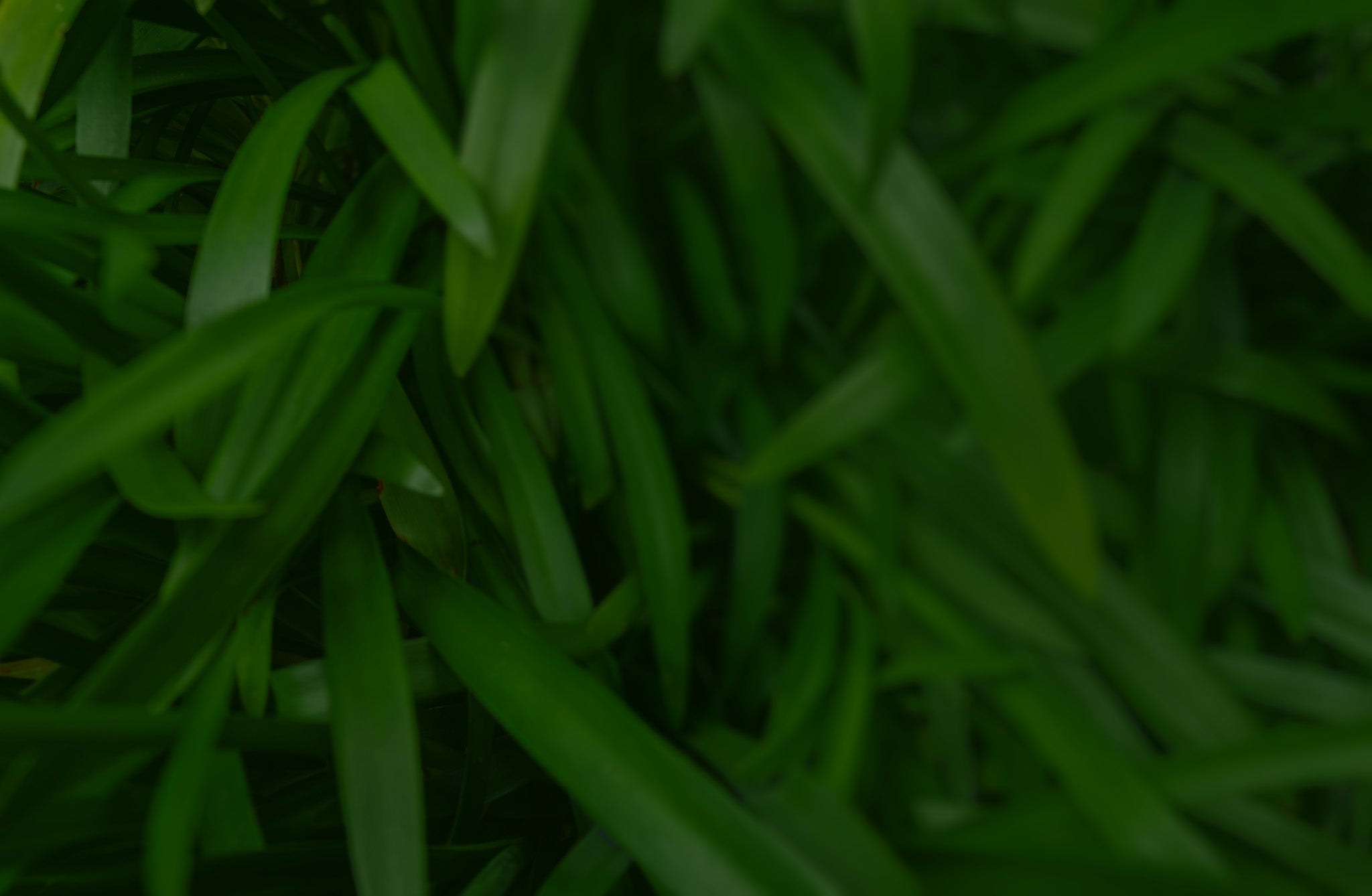 A close-up view of dense, dark green foliage with long, slender leaves.